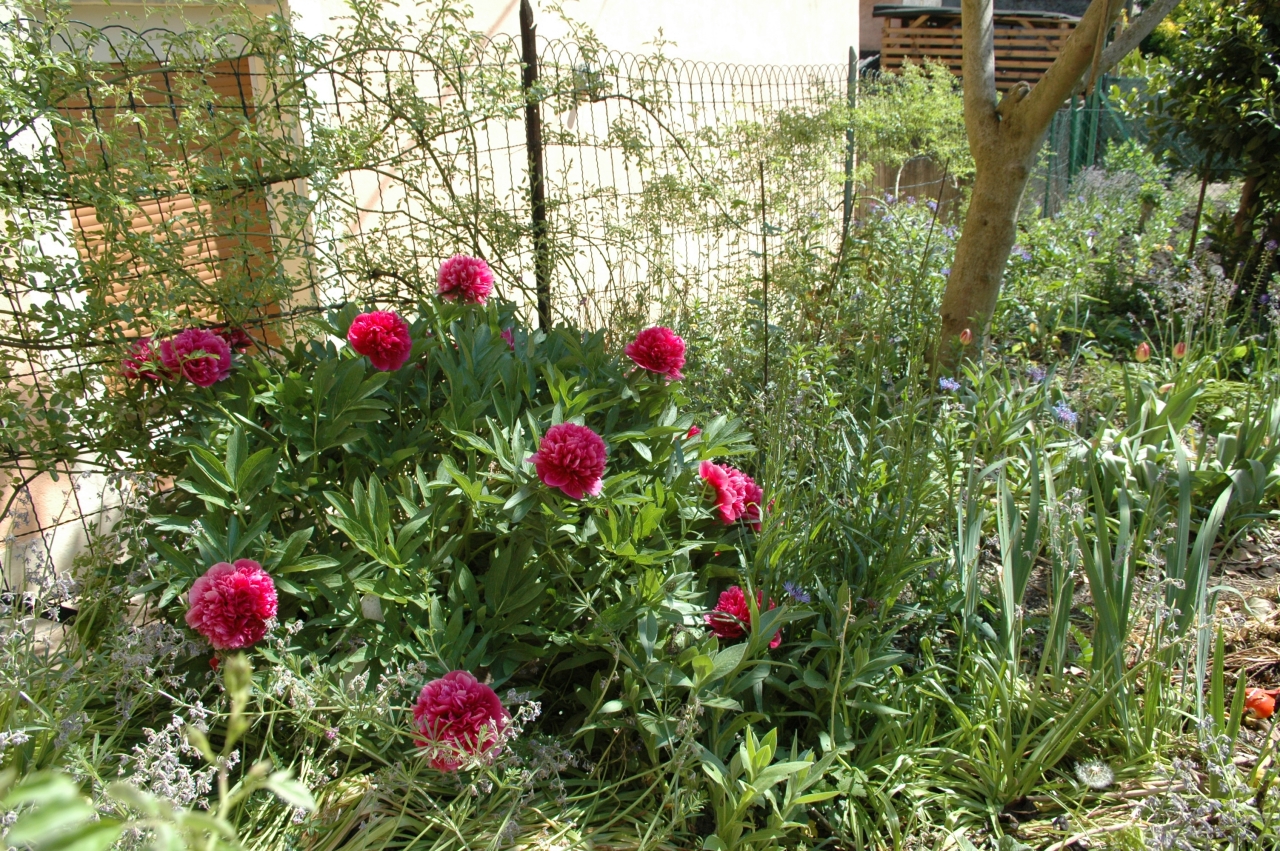 Cliquez droit et enregister l'image sous, la taille r&eacute;elle de la photo de la fleur est 1280 x 851