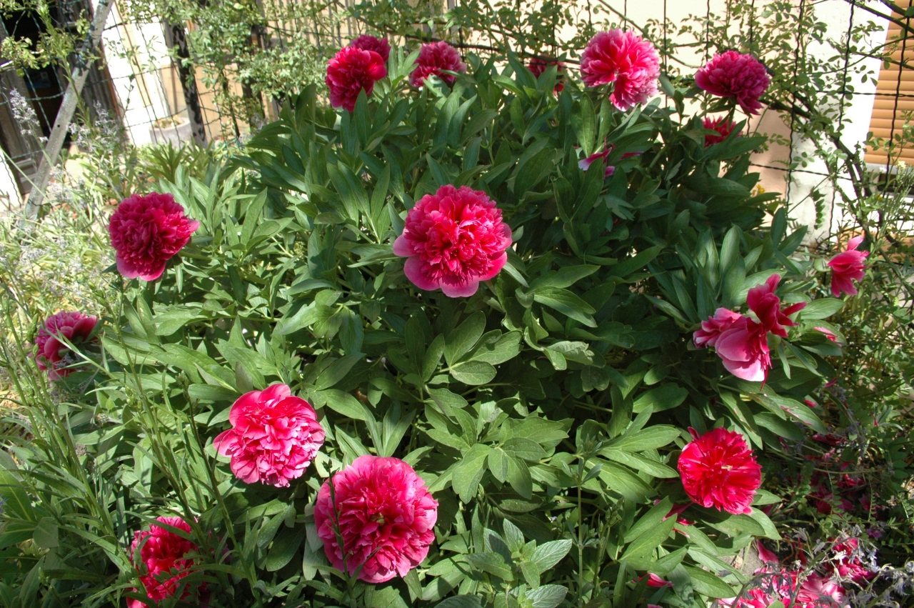 Cliquez droit et enregister l'image sous, la taille r&eacute;elle de la photo de la fleur est 1280 x 851