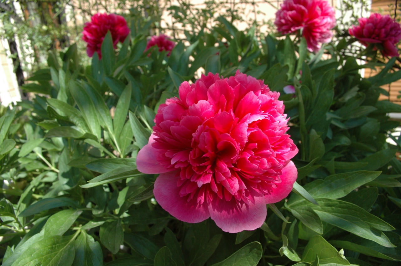 Cliquez droit et enregister l'image sous, la taille r&eacute;elle de la photo de la fleur est 1280 x 851