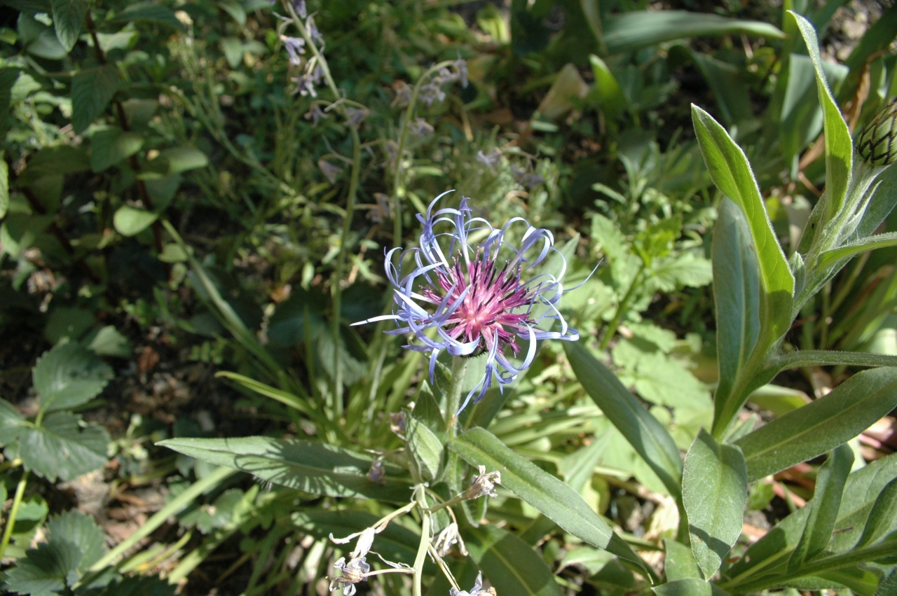 Cliquez droit et enregister l'image sous, la taille r�elle de la photo de la fleur est 1280 x 851