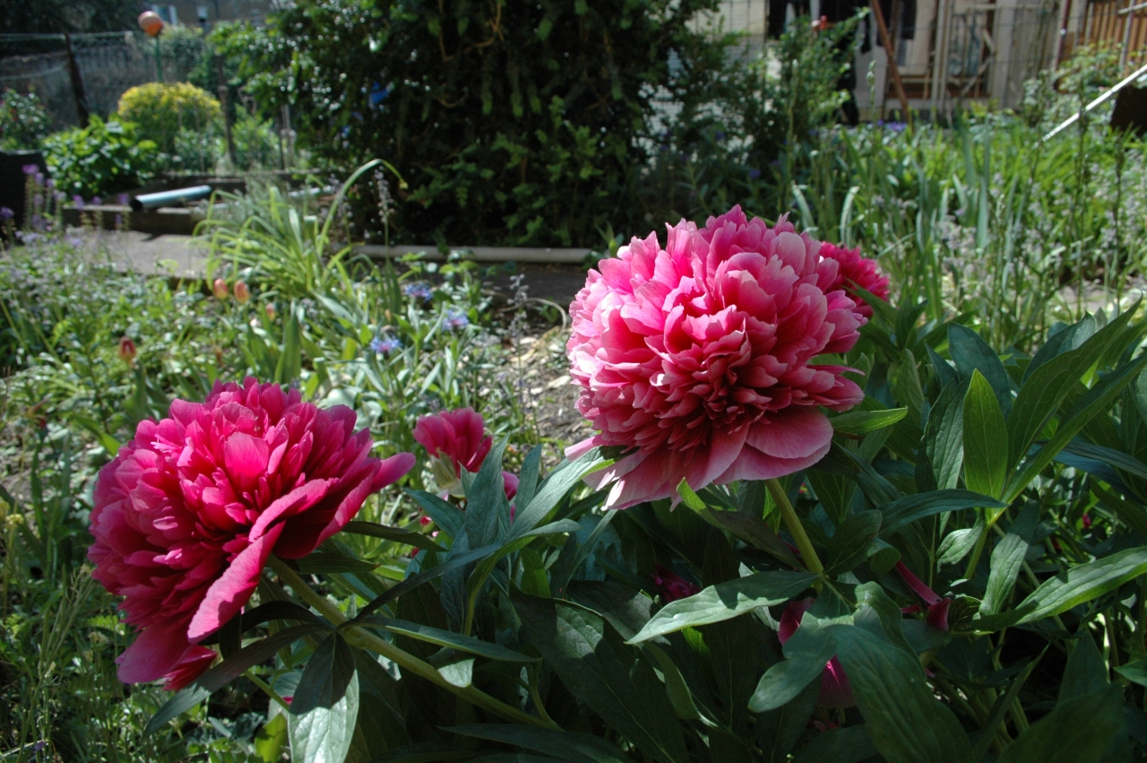 Cliquez droit et enregister l'image sous, la taille r&eacute;elle de la photo de la fleur est 1280 x 851