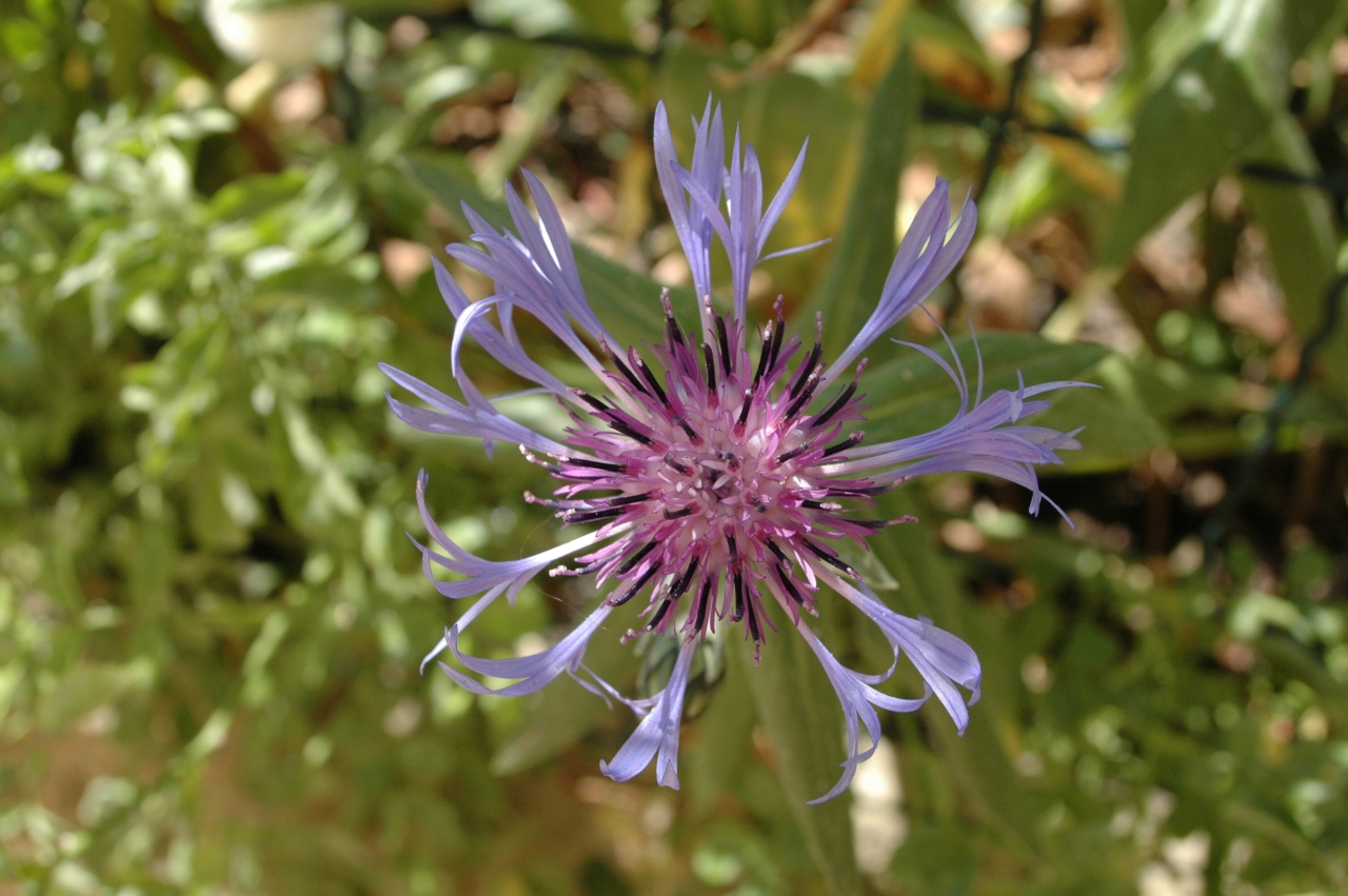 Cliquez droit et enregister l'image sous, la taille r&eacute;elle de la photo de la fleur est 1280 x 851
