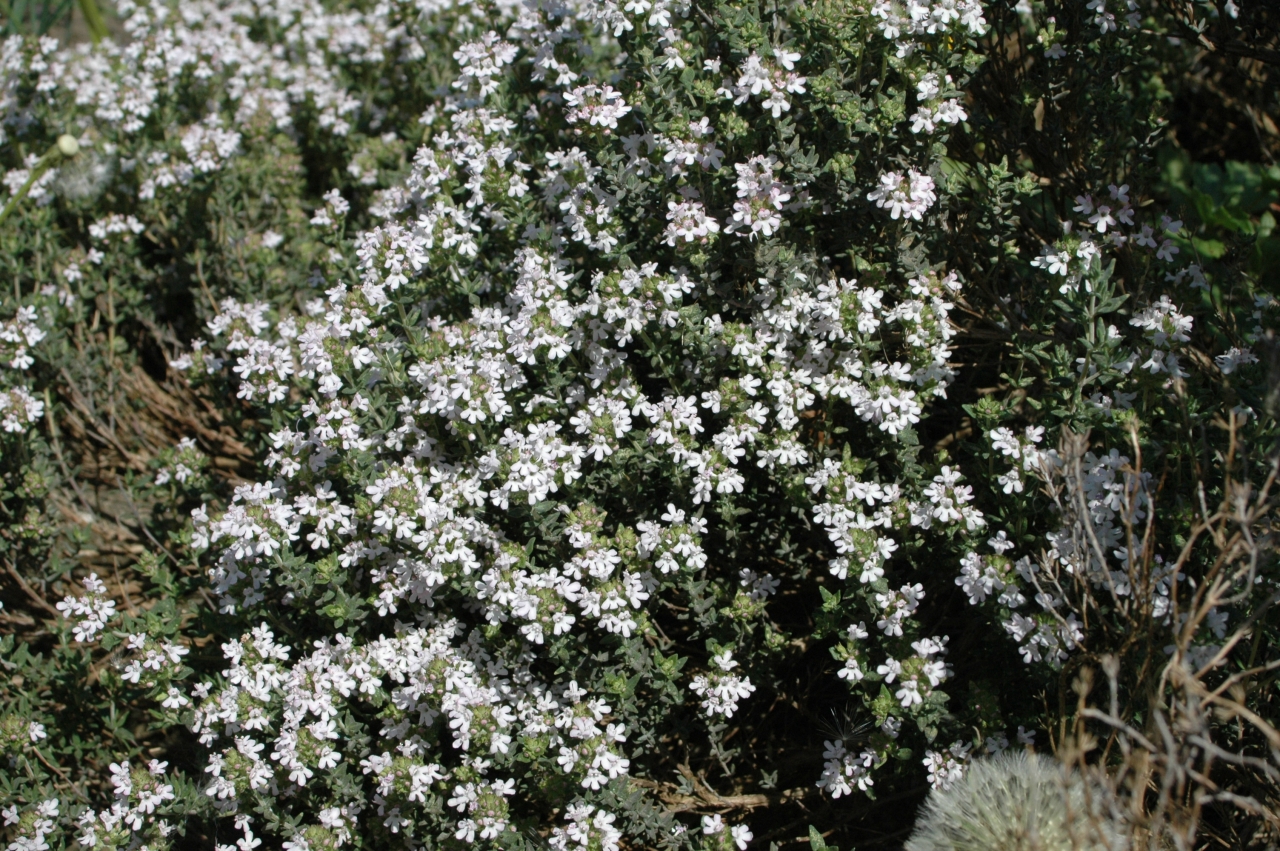 Cliquez droit et enregister l'image sous, la taille r&eacute;elle de la photo de la fleur est 1280 x 851