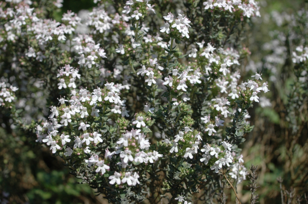 Cliquez droit et enregister l'image sous, la taille r&eacute;elle de la photo de la fleur est 1280 x 851