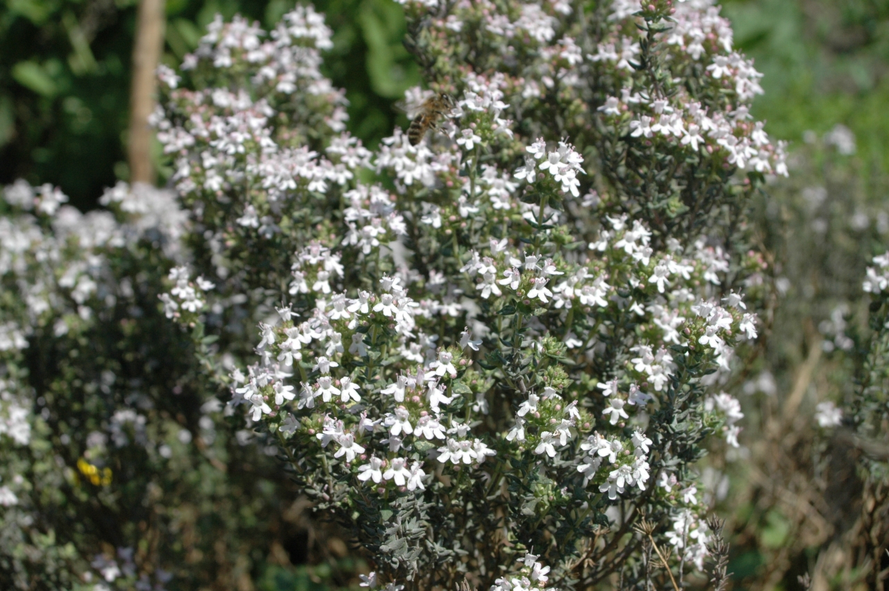 Cliquez droit et enregister l'image sous, la taille r&eacute;elle de la photo de la fleur est 1280 x 851