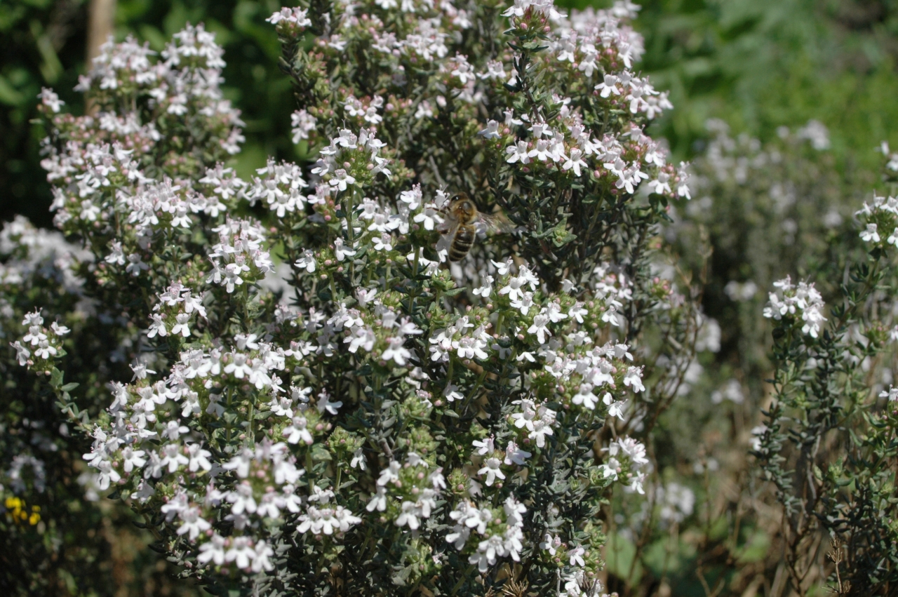 Cliquez droit et enregister l'image sous, la taille r&eacute;elle de la photo de la fleur est 1280 x 851
