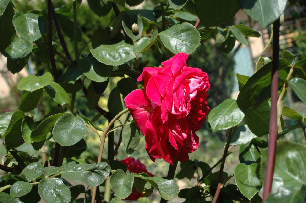 Cliquez droit et enregister l'image sous, la taille r&eacute;elle de la photo de la fleur est 1280 x 851