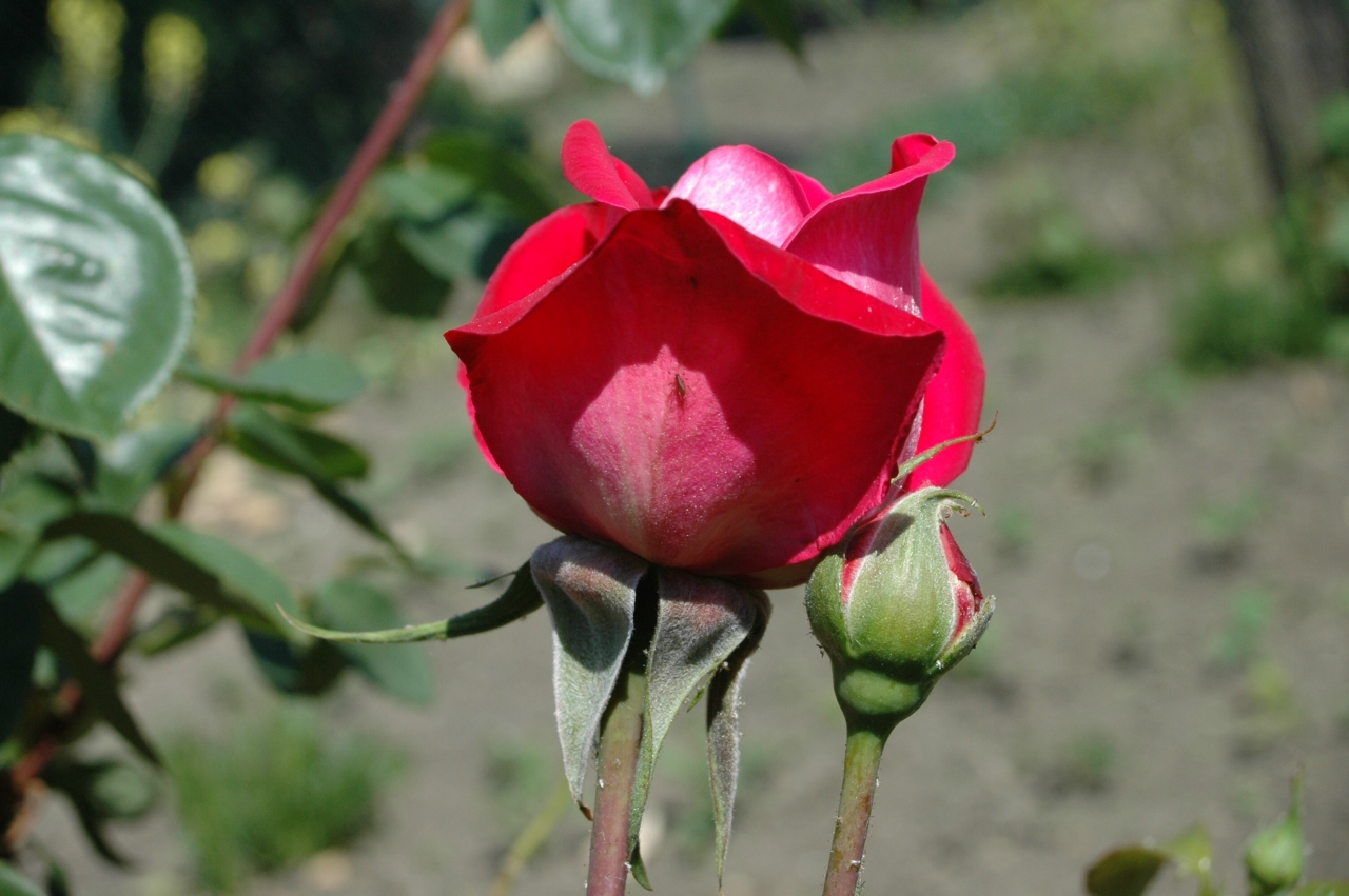 Cliquez droit et enregister l'image sous, la taille r&eacute;elle de la photo de la fleur est 1280 x 851
