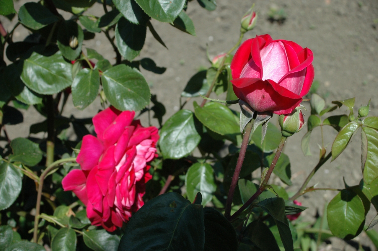 Cliquez droit et enregister l'image sous, la taille r&eacute;elle de la photo de la fleur est 1280 x 851